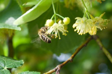 Arılı bir çiçeğe yakın çekim