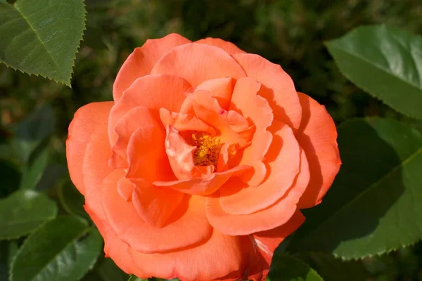A close up of a rose flower — Stock Photo, Image