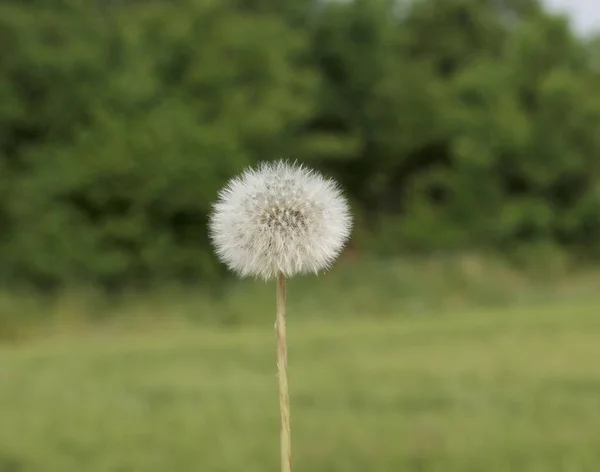 Un primer plano de un campo verde — Foto de Stock