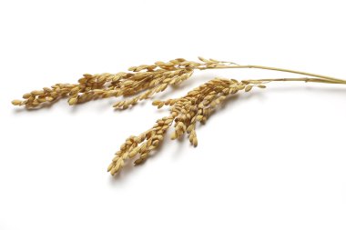 Kulakları olgun pirinç beyaz izole