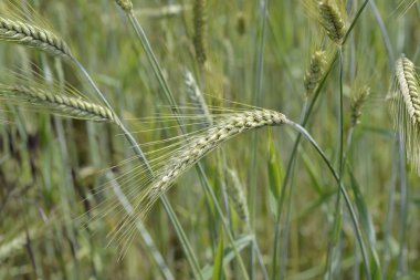 Tarlada buğday kulakları