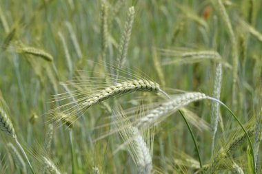 Tarlada buğday kulakları