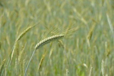 Tarlada buğday kulakları