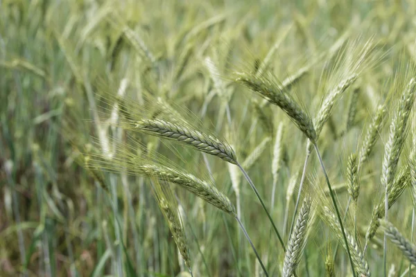 Espigas de trigo no campo — Fotografia de Stock