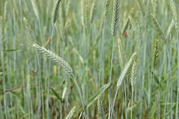 Tarlada buğday kulakları — Stok fotoğraf