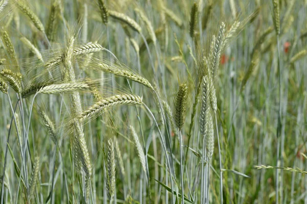 Kłosy pszenicy na polu — Zdjęcie stockowe