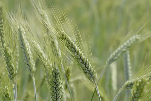 Espigas de trigo no campo — Fotografia de Stock