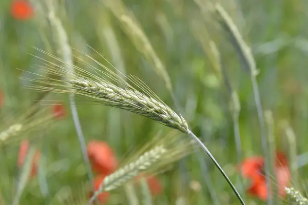 Espigas de trigo no campo — Fotografia de Stock