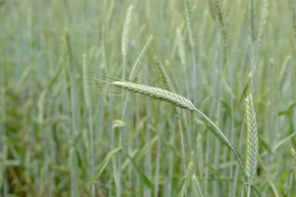 Espigas de trigo no campo — Fotografia de Stock