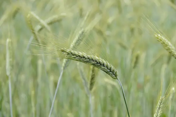 Tarlada buğday kulakları — Stok fotoğraf