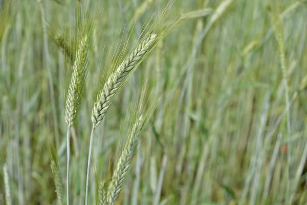 Épis de blé dans les champs — Photo