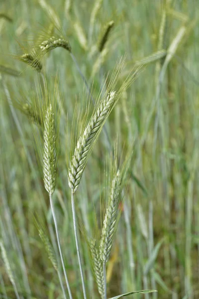Pšeničné uši na poli — Stock fotografie