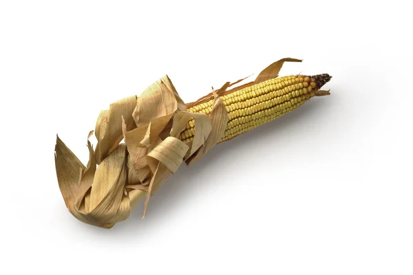 Mature maize ear — Stock Photo, Image