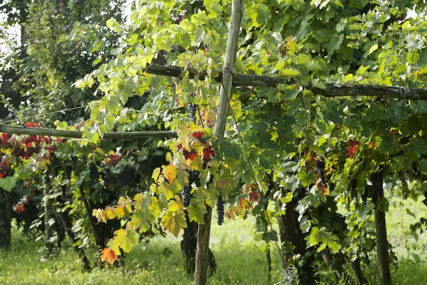 Rzędy winorośli z winogron lambrusco — Zdjęcie stockowe