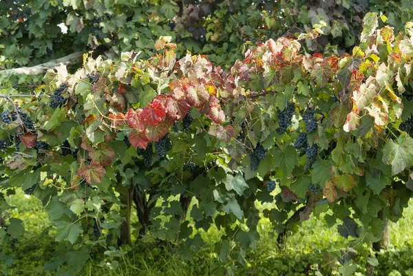 Σειρές της αμπέλου με σταφύλια lambrusco — Φωτογραφία Αρχείου