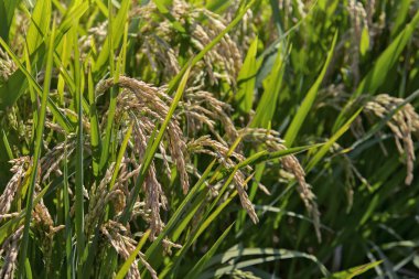 Pirinç çeltik alanı kulaklar