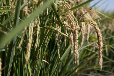 Pirinç çeltik alanı kulaklar