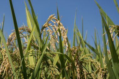 Pirinç çeltik alanı kulaklar