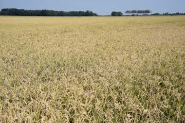 Pirinç çeltik alanı kulaklar