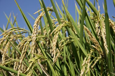 Pirinç çeltik alanı kulaklar