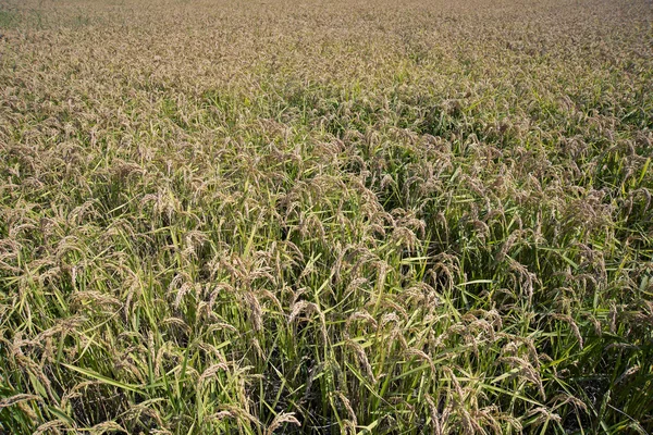 Orejas de arroz en el arrozal — Foto de Stock