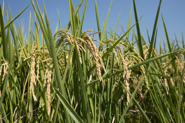 Orecchie di riso in risaia — Foto Stock