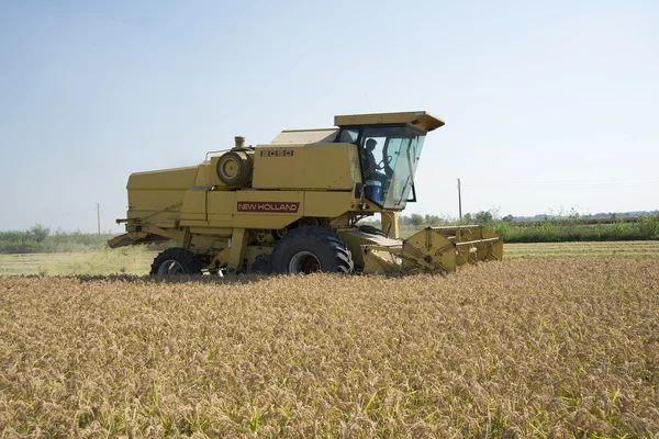 Cosecha y trilla de arroz en Italia — Foto de Stock