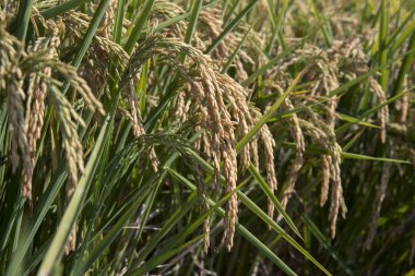 Pirinç çeltik alanı kulaklar