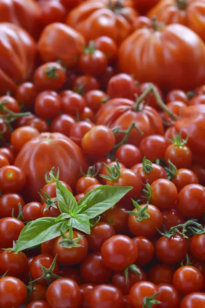 Fesleğenli domates arka plan 1 bırakır — Stok fotoğraf