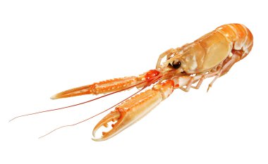 Nephrops norvegicus Scampo