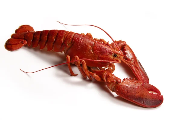 Cooked Lobster — Stock Photo, Image