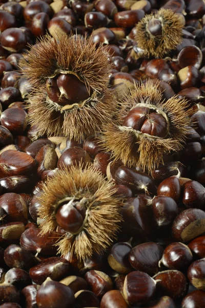 Antecedentes de castañas y erizos — Foto de Stock