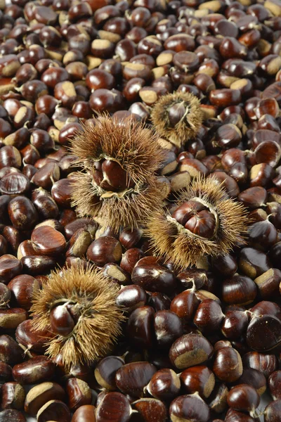 Antecedentes de castanhas e ouriços — Fotografia de Stock