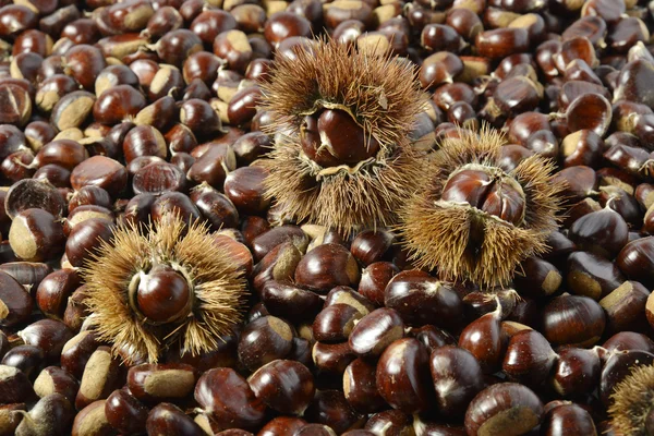 Antecedentes de castañas y erizos — Foto de Stock