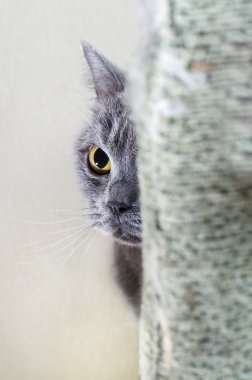 İngiliz kedi oynuyor