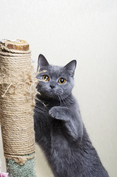 Britisches Katzenspiel — Stockfoto