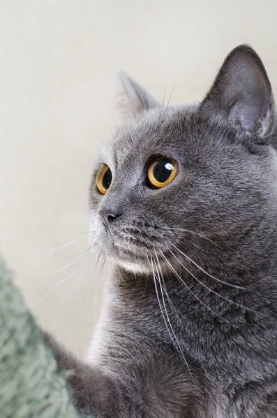 İngiliz kedi oynuyor