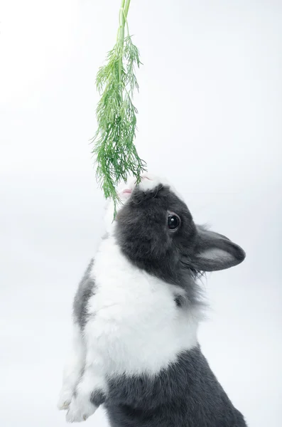 Kaninchen läuft auf, um leckeres Gras zu fressen — Stockfoto