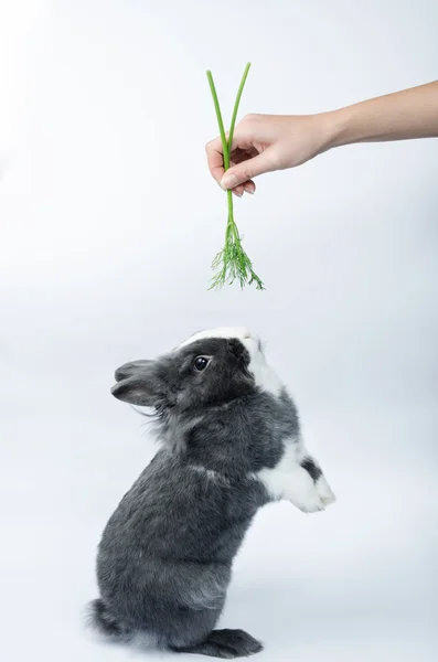 おいしい草を食べる彼の後ろ足で立っているうさぎ — ストック写真