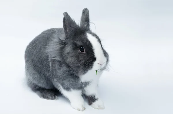 明るい背景にペットのウサギ — ストック写真