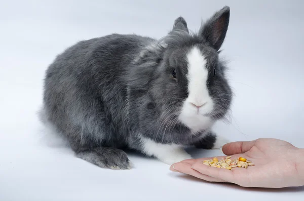 さまざまな手から穀物を食べるペットのウサギ — ストック写真