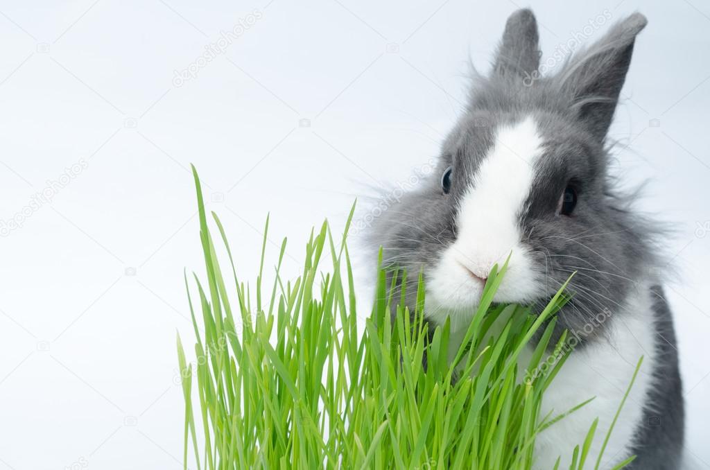 pet rabbit eats tasty grass
