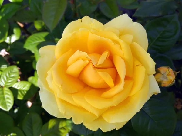 Rosa chamada Michelangelo do criador de rosas francês — Fotografia de Stock