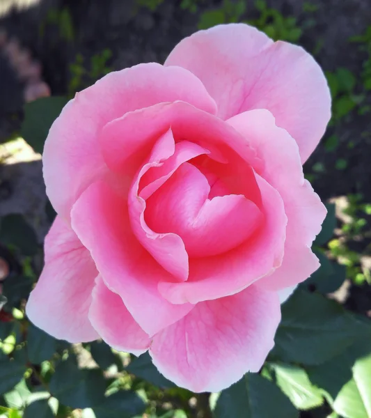 Ukrainische Rose namens Professor Iwanow aus dem nikitsky botanischen Garten — Stockfoto