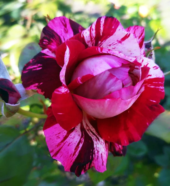 Französische Rose namens Julio Iglesias aus Meilland — Stockfoto