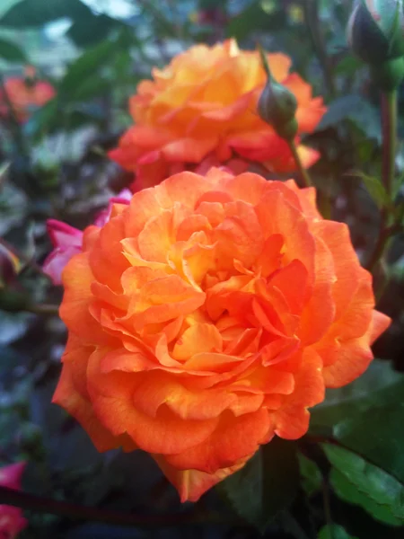 Rosa llamada Krymskij Samotsvit del criador de rosas ucraniano Klimenko — Foto de Stock