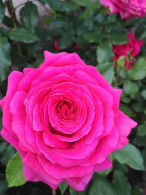 Gül adlandırılmış Paris Match Francis Meilland tarafından yetiştirilmiş