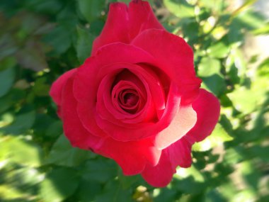 Gül adlandırılmış Paris Match Francis Meilland tarafından yetiştirilmiş