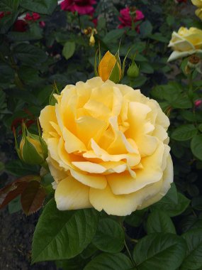 Rose Michelangelo Fransız gül yaratıcı tarafından adında.