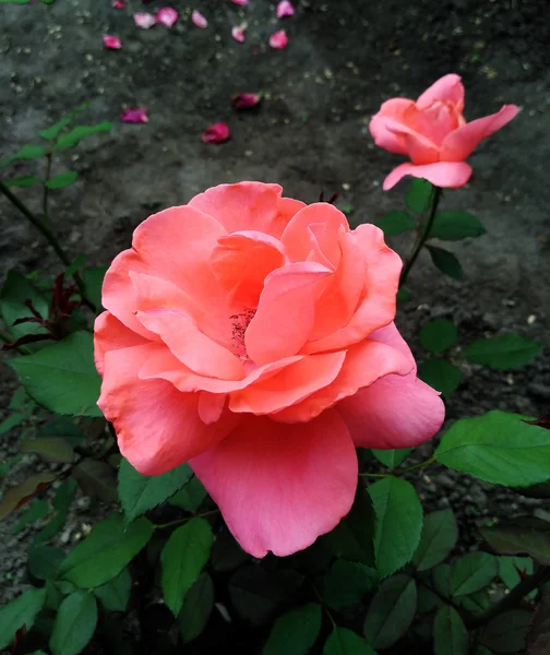 Rosa llamada Korallovyj Sjurpriz del criador de rosas ucraniano Zinaida Klimenko — Foto de Stock